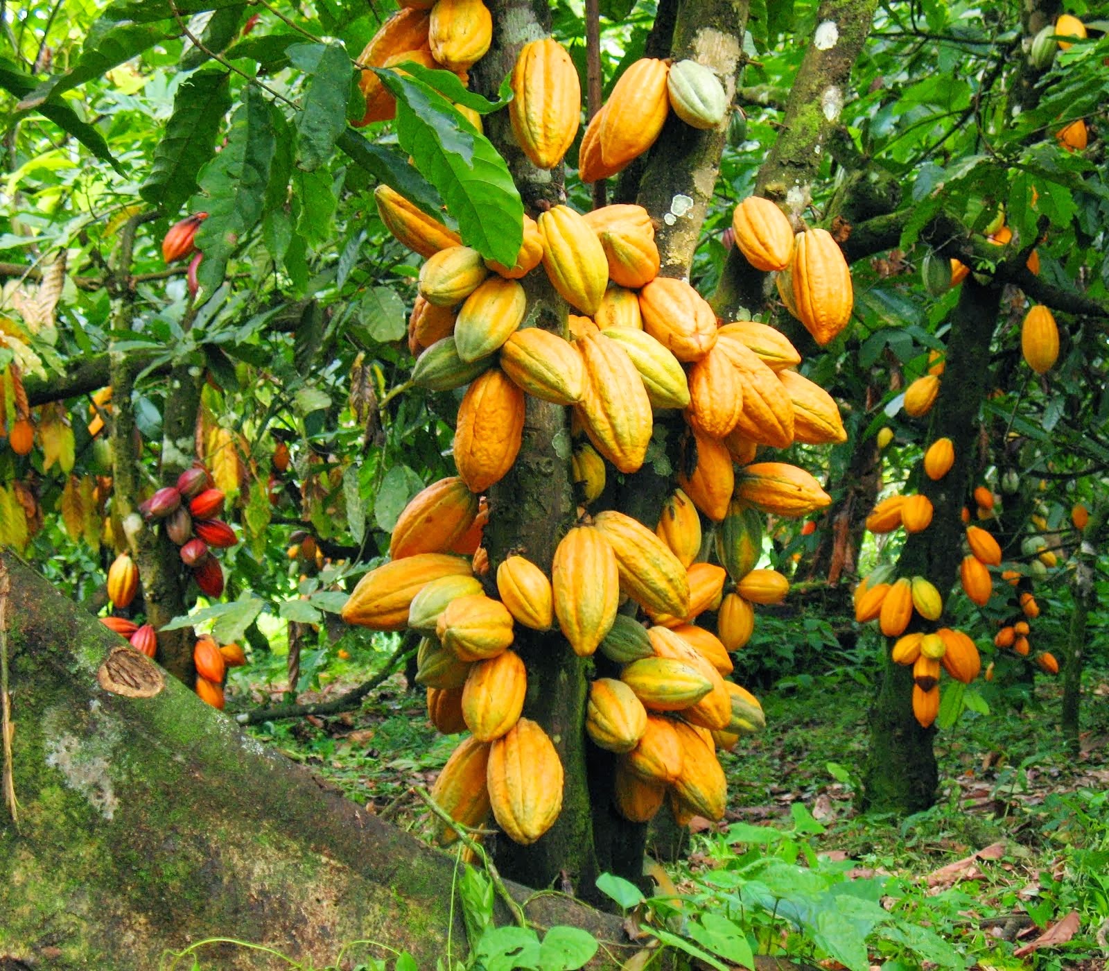 Life Cycle of a Cacao Bean - Wekiva Culinary